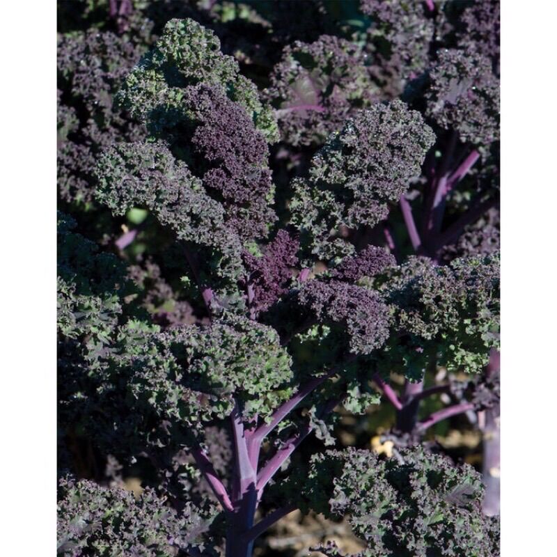 Hạt giống cải Kale Redbor F1 mỹ