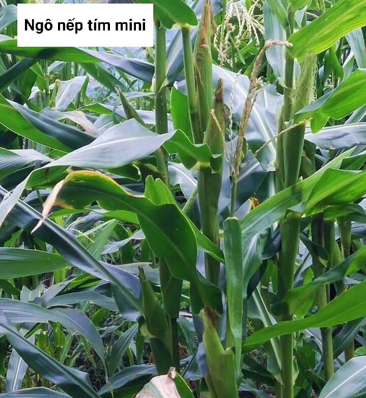Hạt giống ngô, bắp nếp tím túi 100g (100-150 hạt)