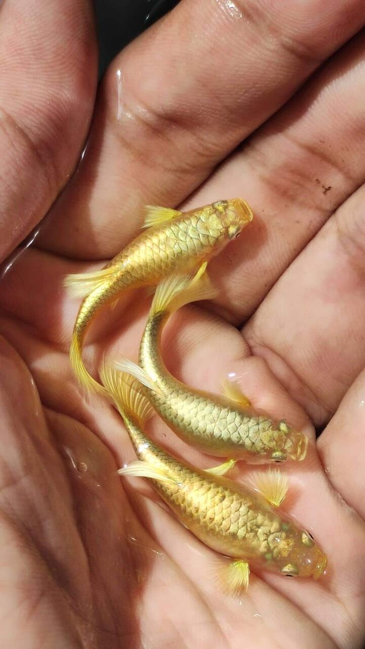 3cặp cá 7màu full gold full vậy full tai