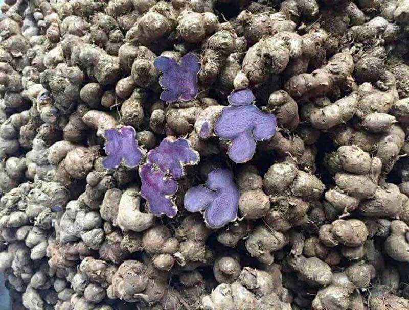 GỪng ĐEN 100g củ tươi mọc ở rừng tư nhiên loại lâu năm