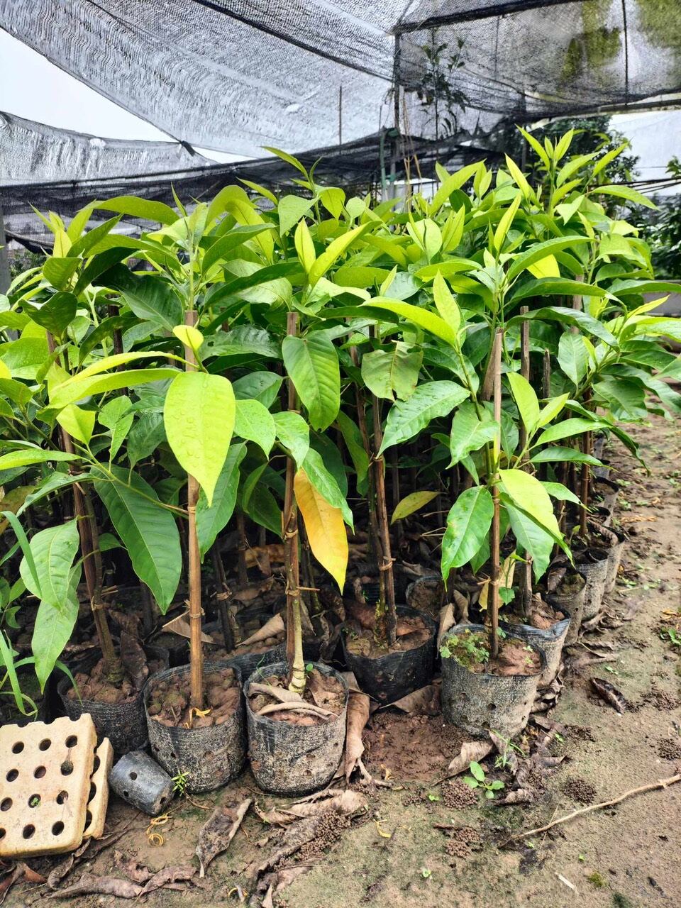 Cây giống Ngọc Lan hoa vàng, hoa trắng