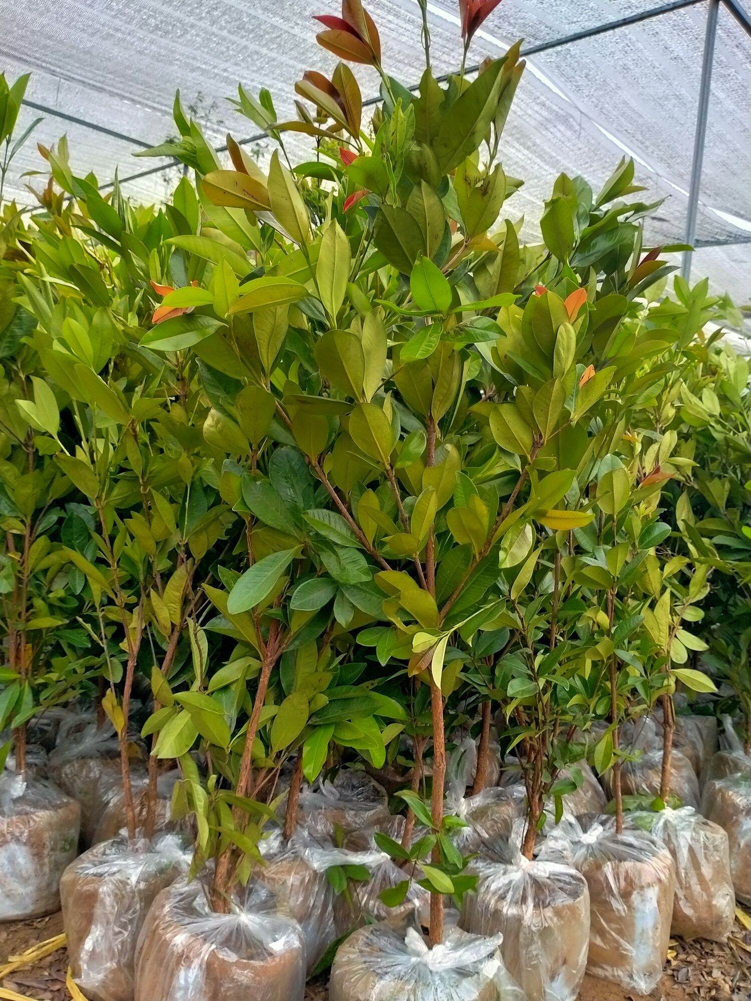 Cây chery brazil sang năm cho quả