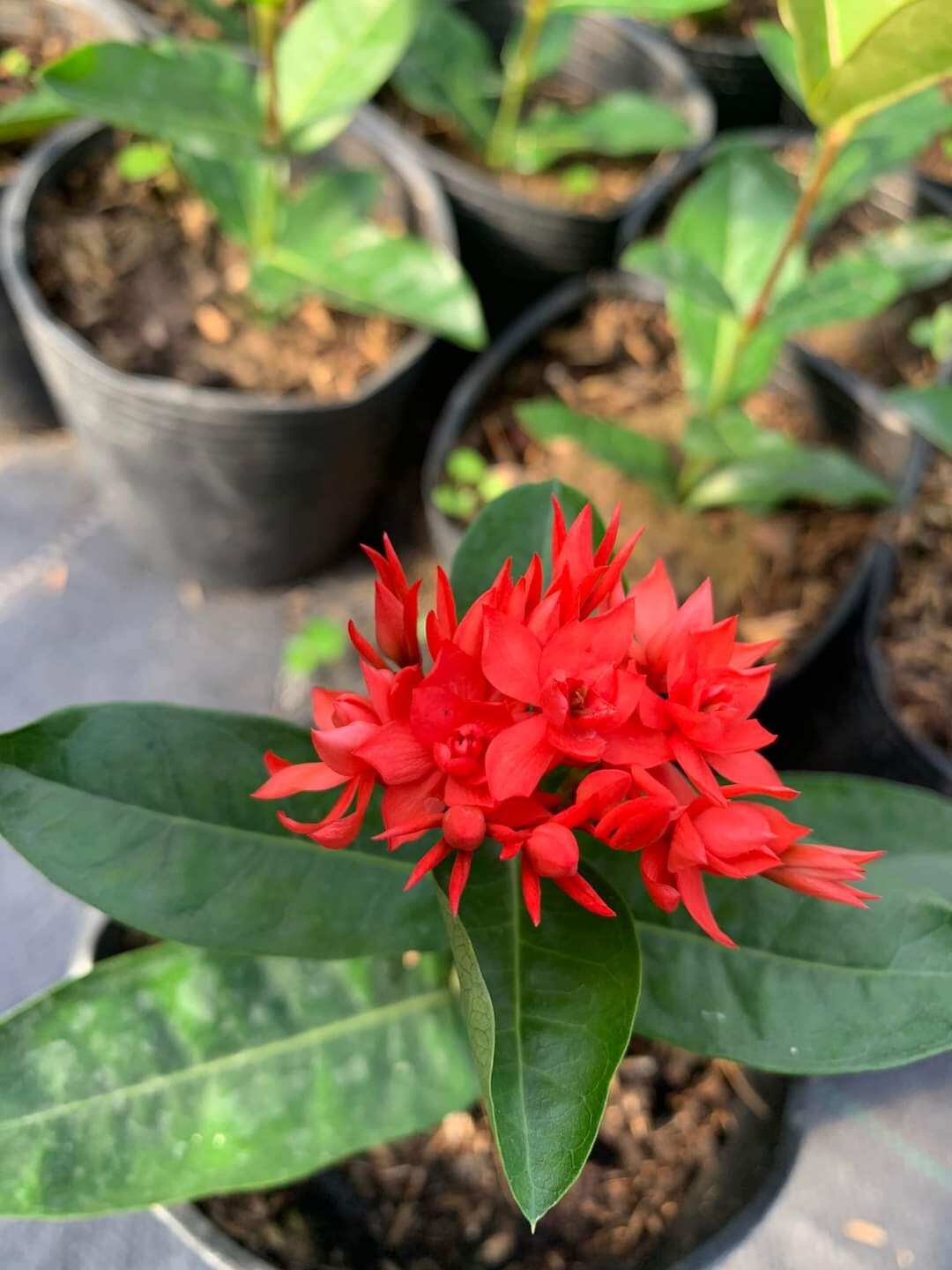 Đỏ cánh Kép