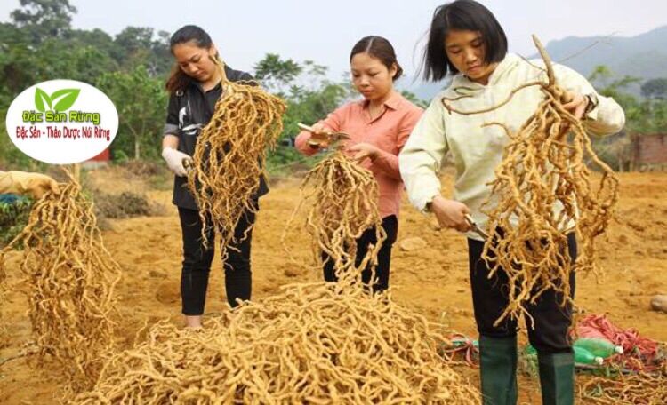 (1kg ) BA KÍCH  Tím QUẢNG NINH TƯƠI  Nguyên củ ( Chưa Tách Lõi )