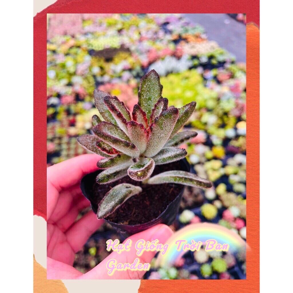 SEN ĐÁ NHUNG LÔNG ĐEN 🧶 SIZE BÉ 🥬 ĐÀ LẠT 🍄 HƯ 1 ĐỔI 1 ❄️ SIÊU CUTE