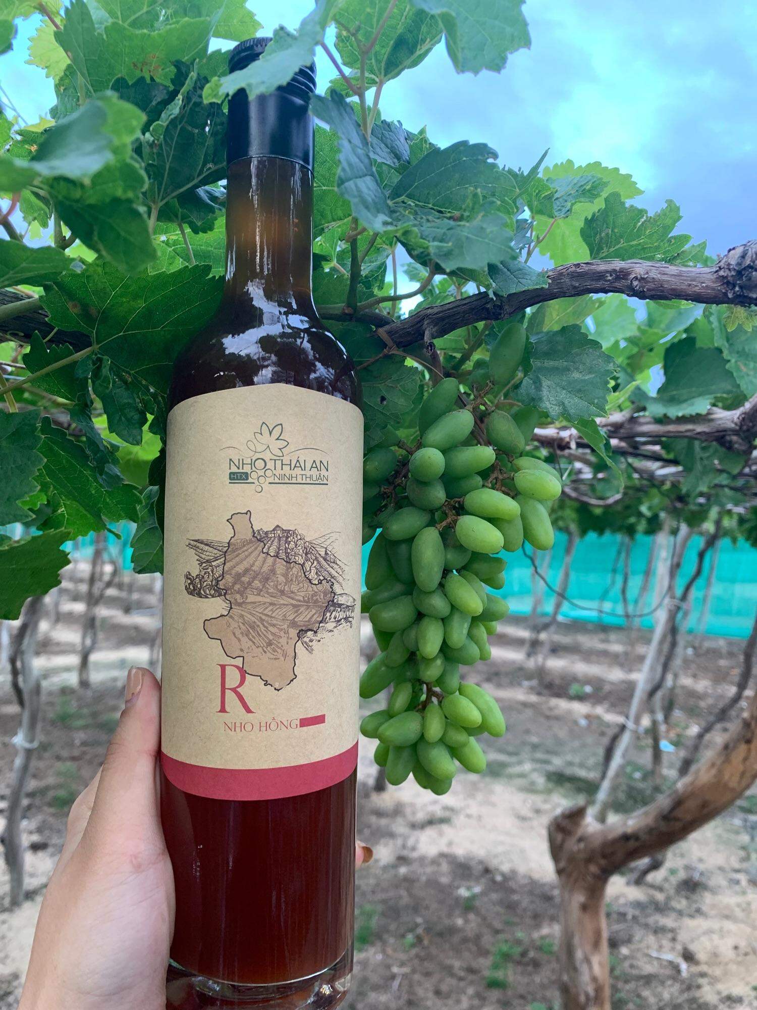 RỰU NHO HỒNG THÁI AN/ ĐẶC SẢN NINH THUẬN