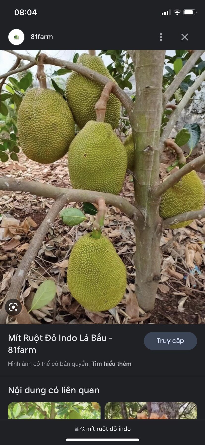 Mít ruột đỏ sơ vàng ( Mít Indo) cây giống