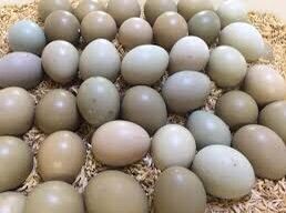 10 Trứng chim trĩ ấp nở con giống