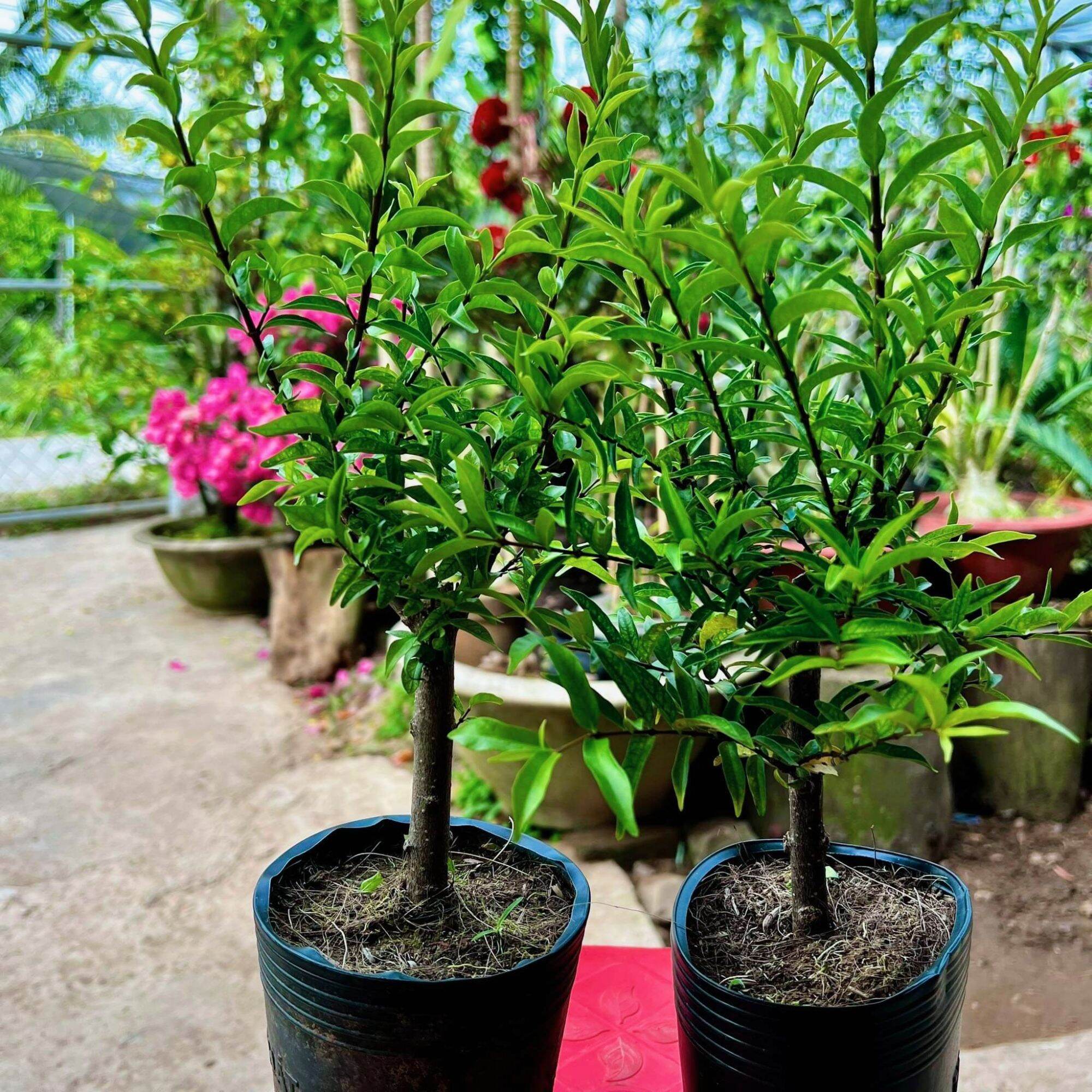 Cây Mai Chiếu Thủy