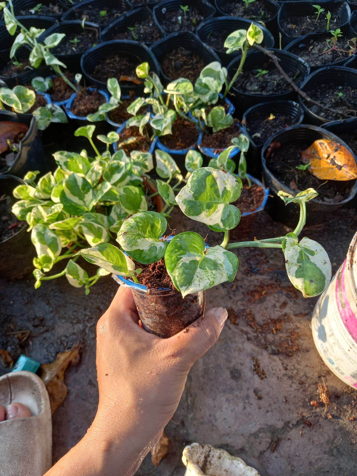 Trầu bà cẩm thạch