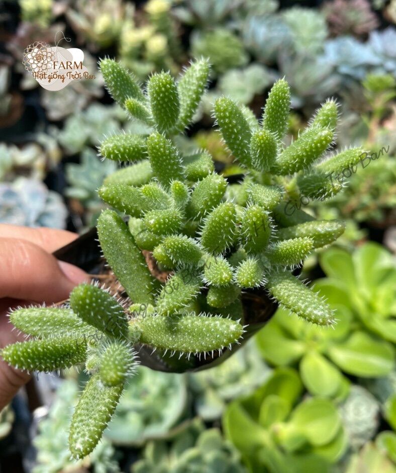 25 dòng Sen đá Giống mới