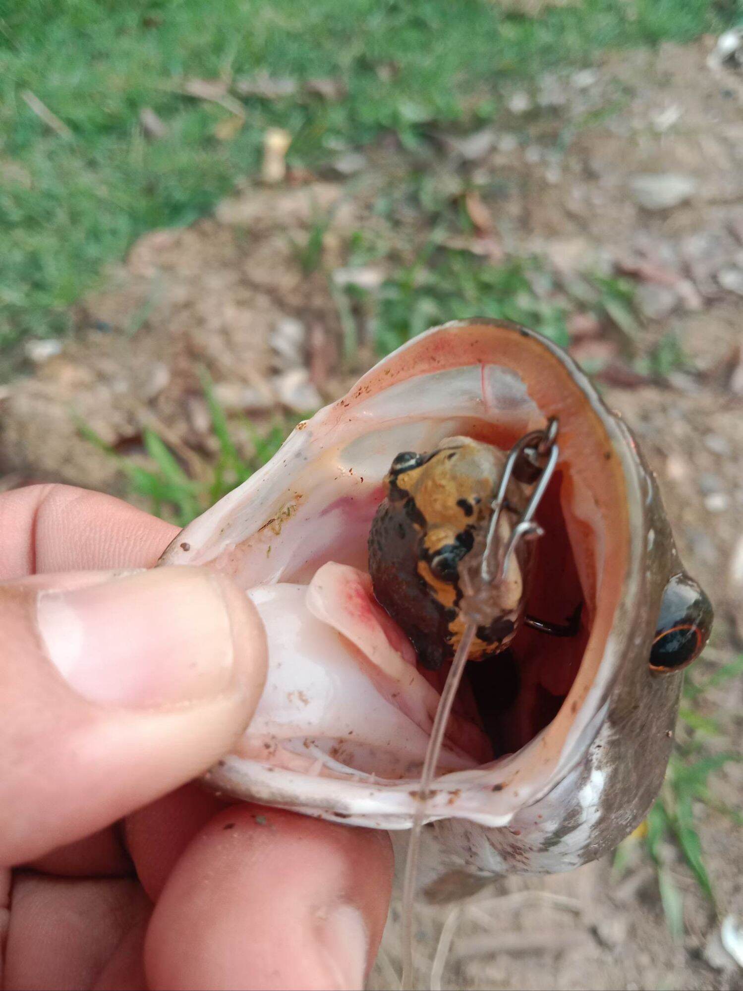 Mồi Câu BJ FROG 3cm 5.2g THAILAND