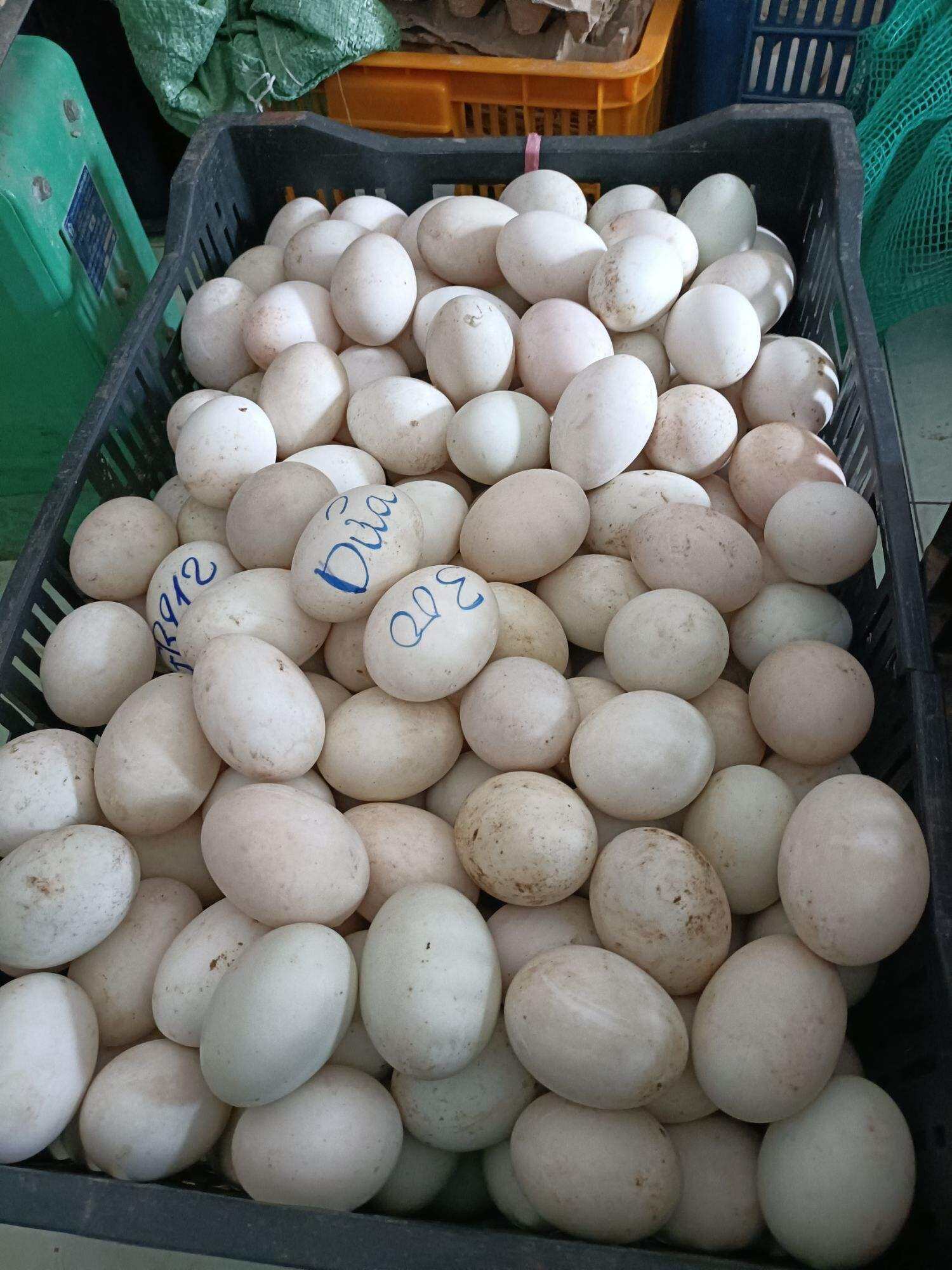 Trứng Vịt Dữa Nước/ Ấp Dở