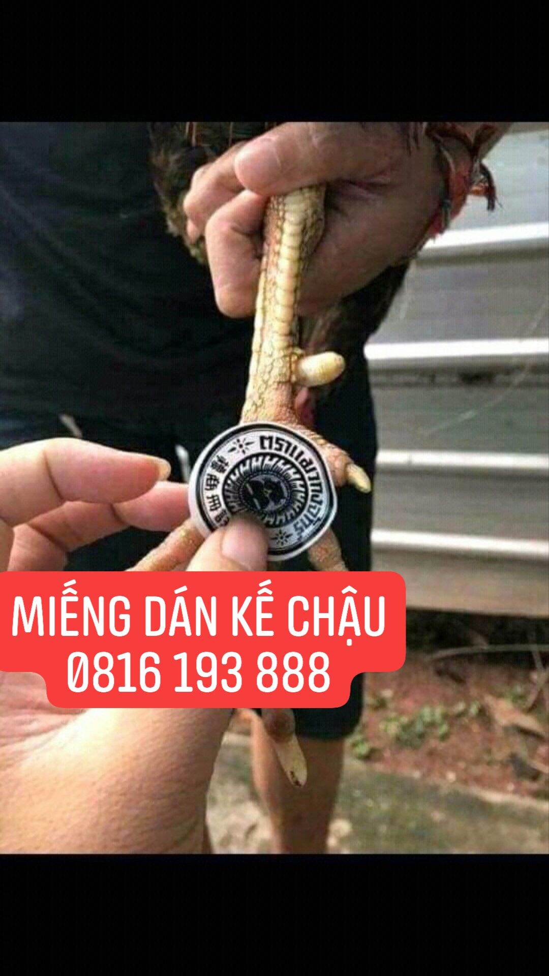 Miếng dán lậu đế, ké chậu