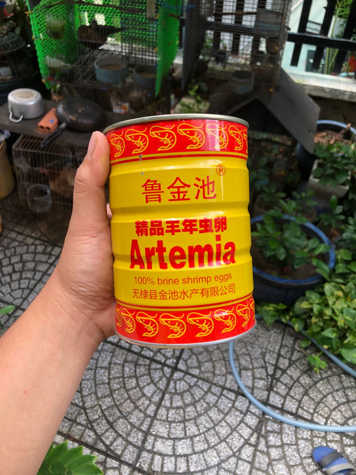 Atermia lon vàng trung quốc xé lẽ 50gr date mới bao ấp nở , atermia nhỏ cá con