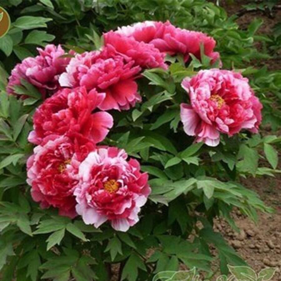 Củ Hoa Mẫu Đơn Cánh Kép(1 củ)