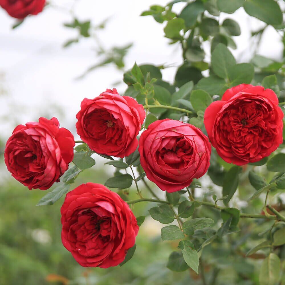 Hoa hồng ngoại nb Pax de deux rose size trung