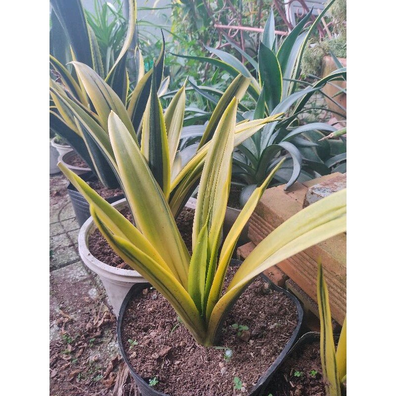 Lưỡi hổ vàng - Sansevieria Golden Flame