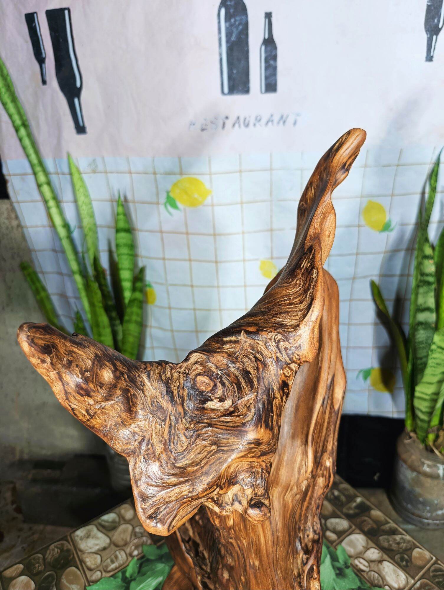 lũa ngọc am đỏ hà giang, hàng rễ nhiều dầu