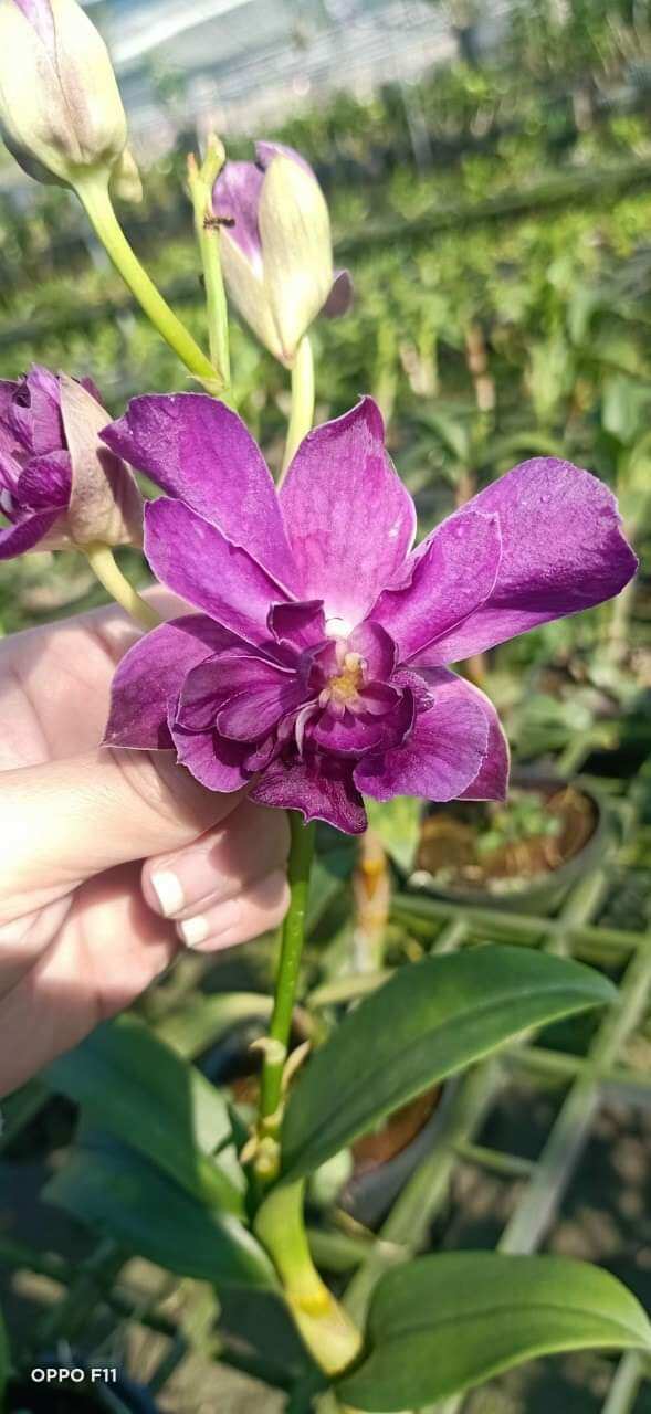 Denro hoa hồng trưởng thành sắp hoa