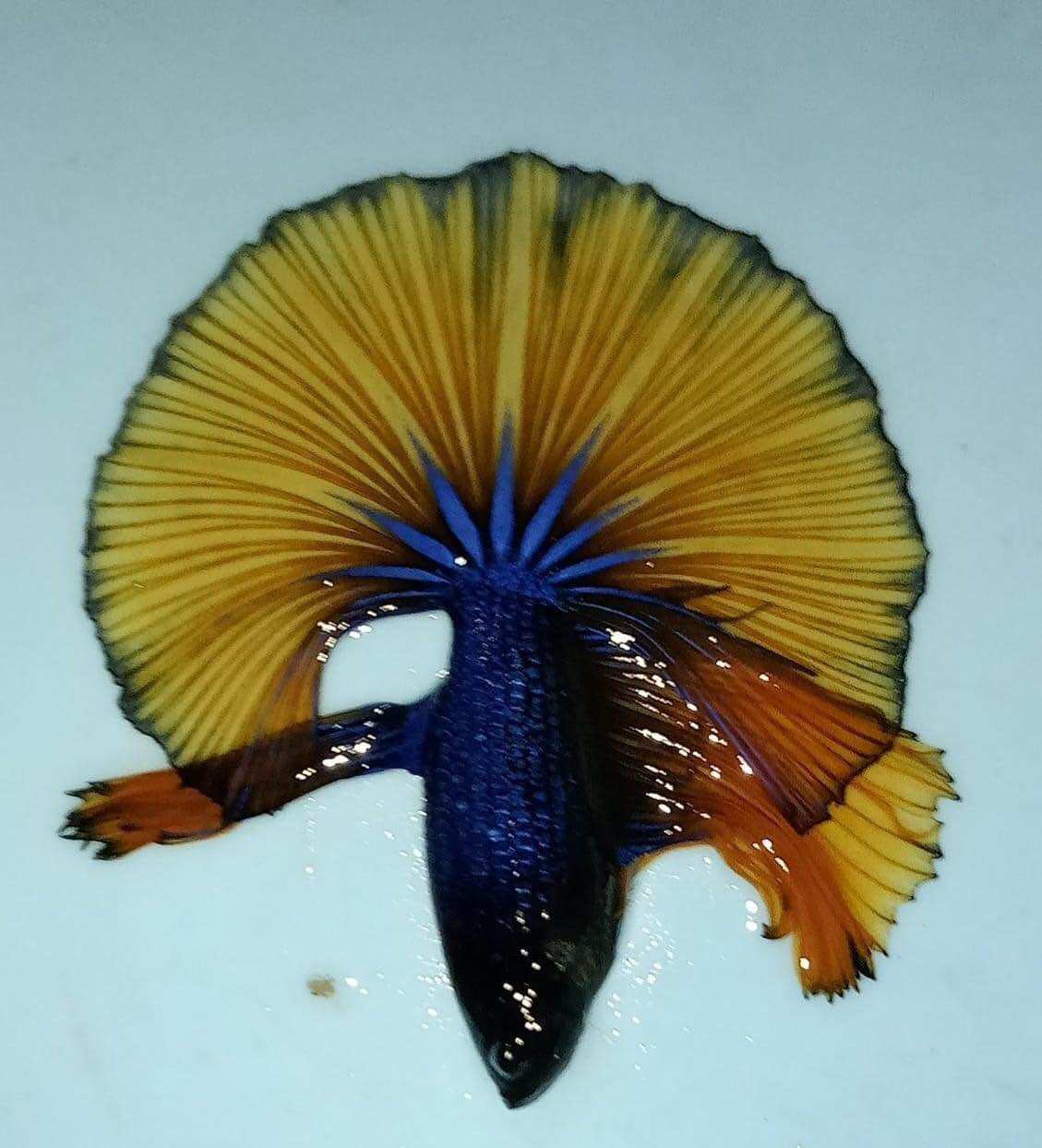 [TOP BÁN CHẠY🟢] betta combo 7 bé thả thủy sinh