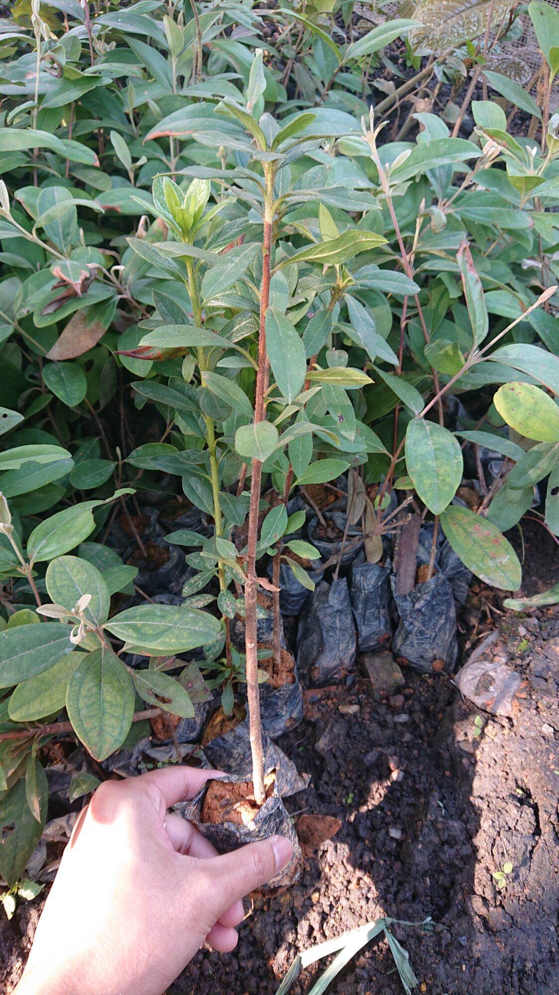 Cây giống hoa đỗ quyên