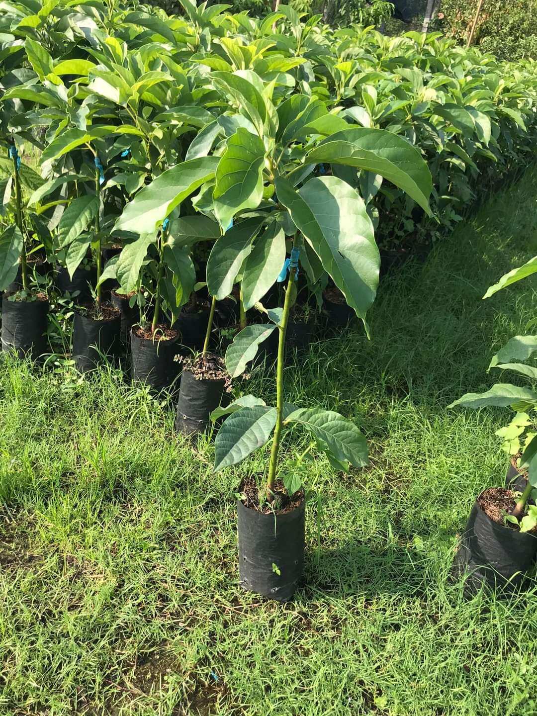CÂY BƠ  SÁP 034,Bơ trái dài dẻo,hạt lép