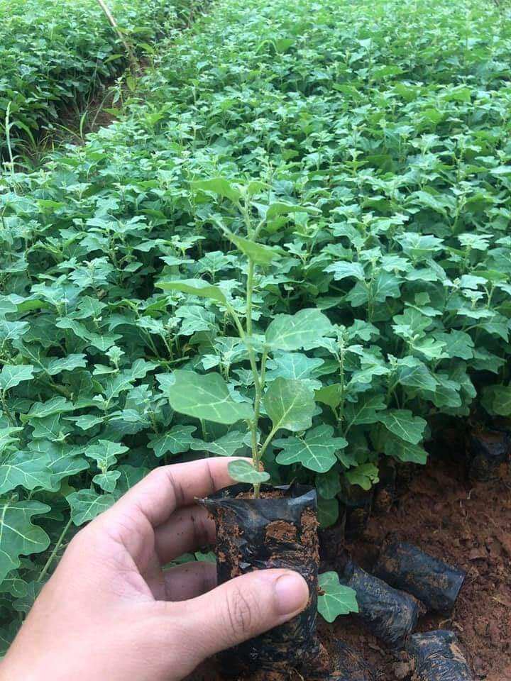 5 cây giống cà gai leo . 0975449688