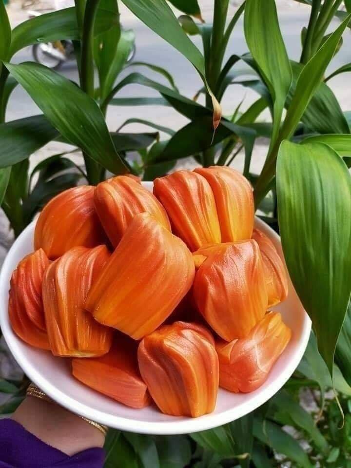 Cây giống Mít ruột đỏ sơ vàng indo lá bầu