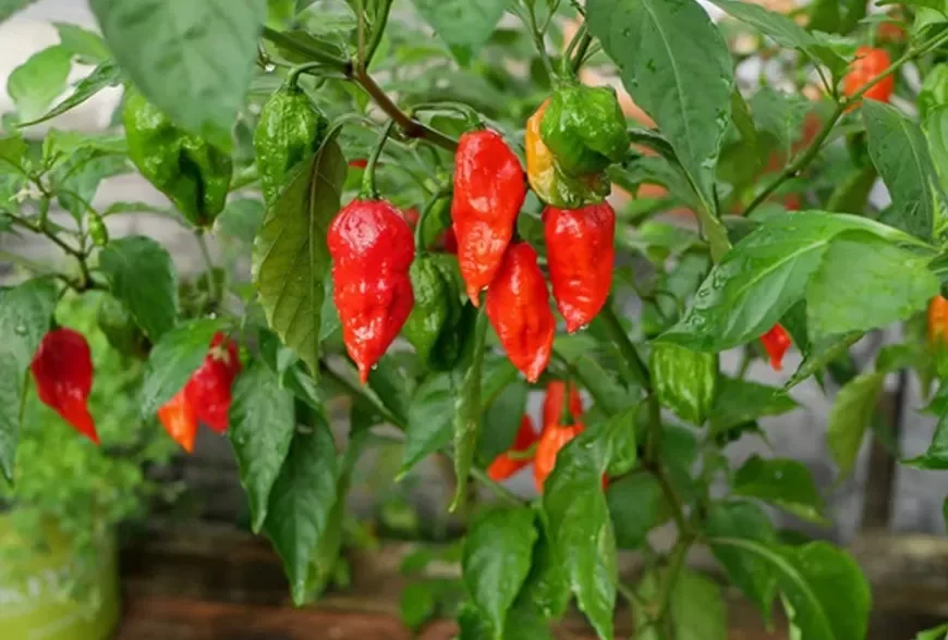 Hạt Giống Ớt Trung Đoàn F1 (Siêu Cay)
