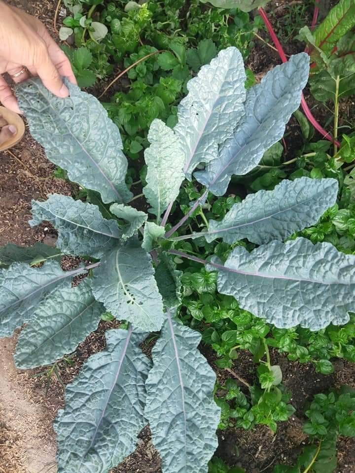Hạt giống kale khủng long tím( 100 hạt)