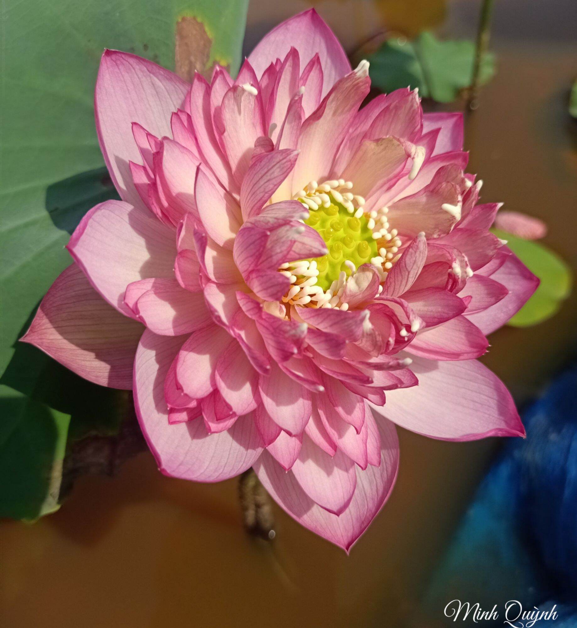 Củ sen Pink Lady