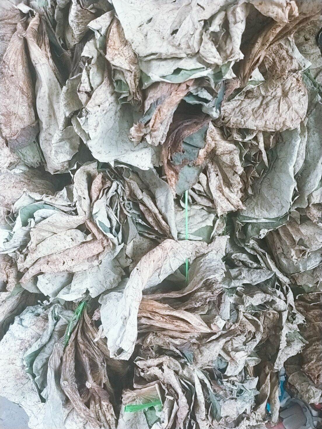lá sen nguyên lá phơi khô 1kg
