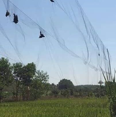 Lưới bẫy chim tàng hình 5p cao 5m dài 50m lưới chim siêu nhậy