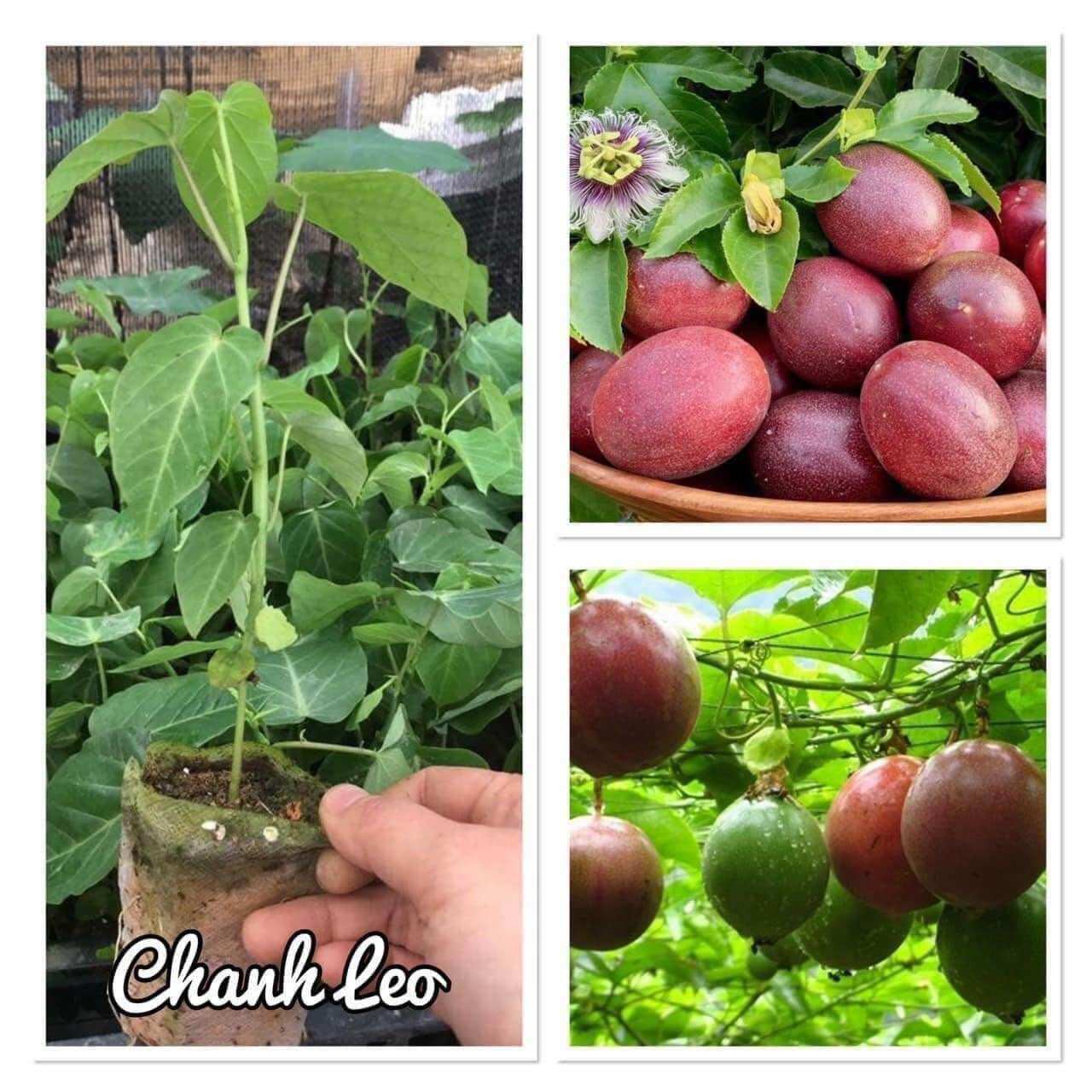 Cây giống chanh leo tím