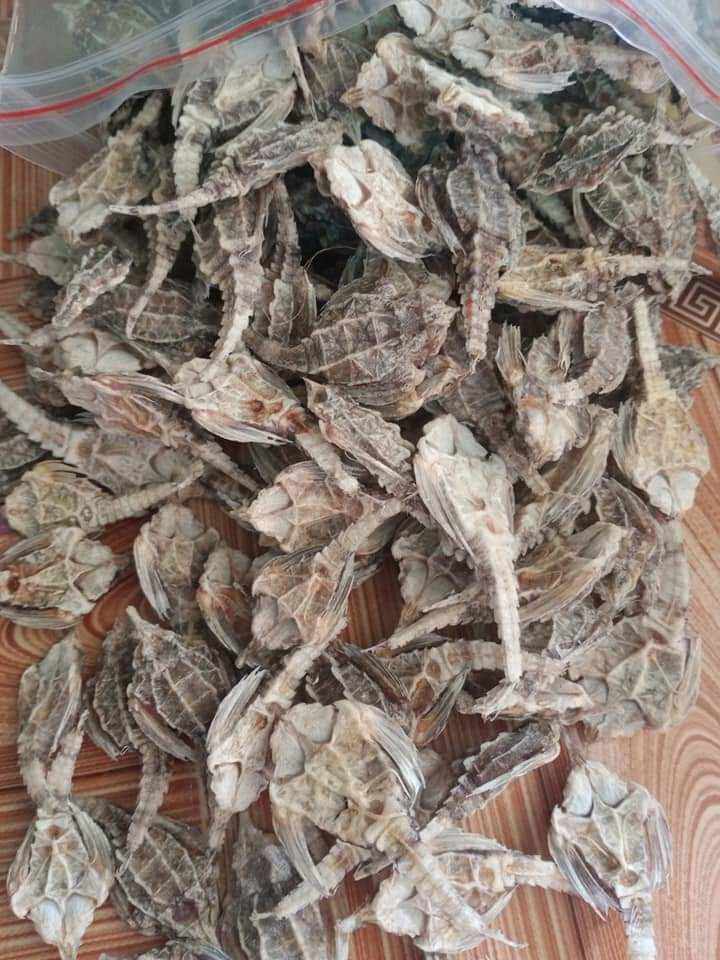 cá hải yến (chim biển) 10 con