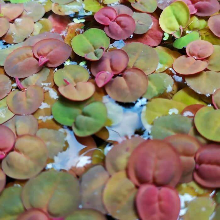 Bèo Rễ Đỏ Thủy Sinh