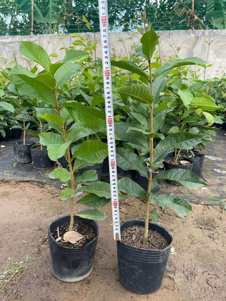 cây mai xanh thái siêu hoa