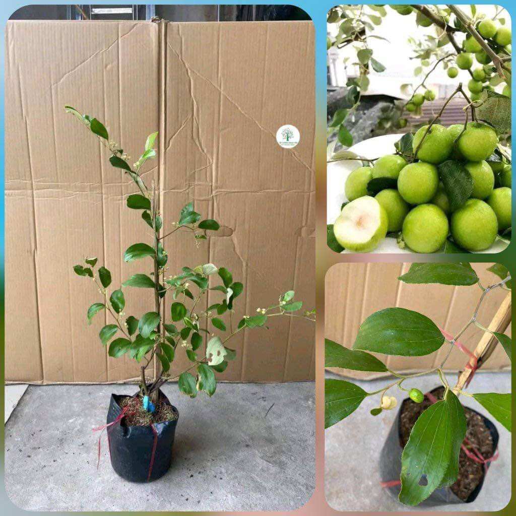 Cây giống táo thái
