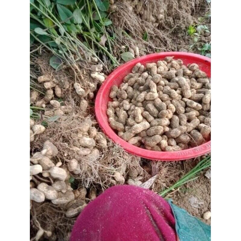 Lạc đỏ truyền thống Lạng Sơn
