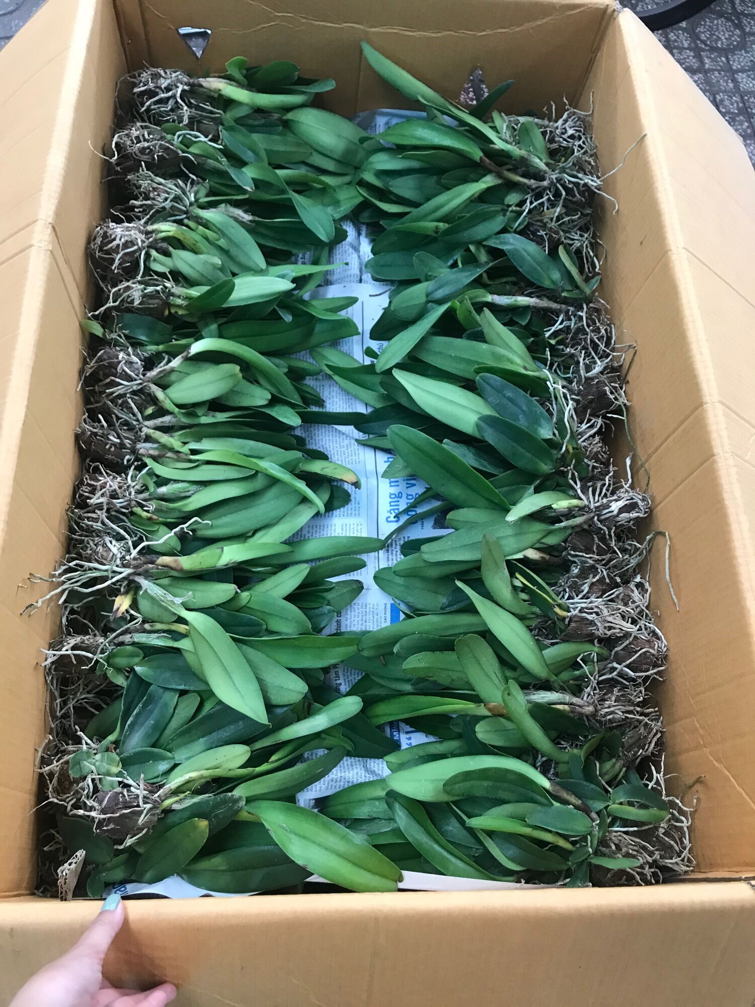 Lan Cattleya Cây Giống Nhiều Màu