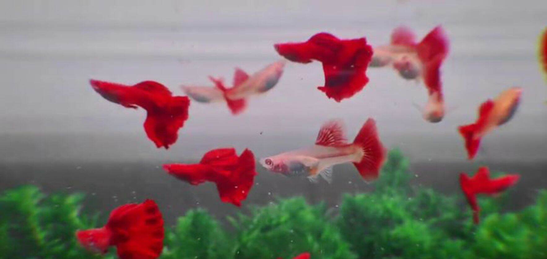 7M Thuần Full Đỏ Size Lớn (30k/1 đôi)