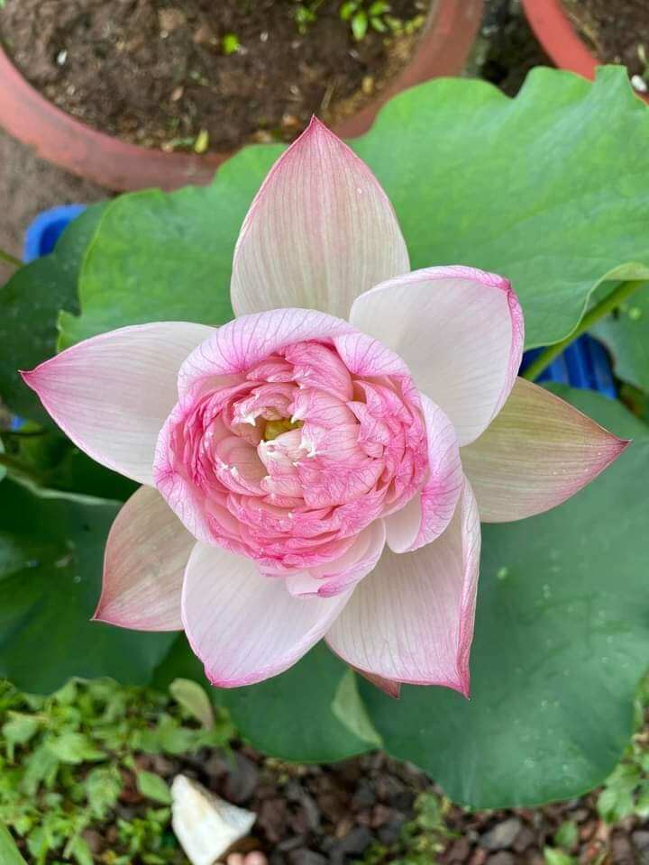 củ sen super