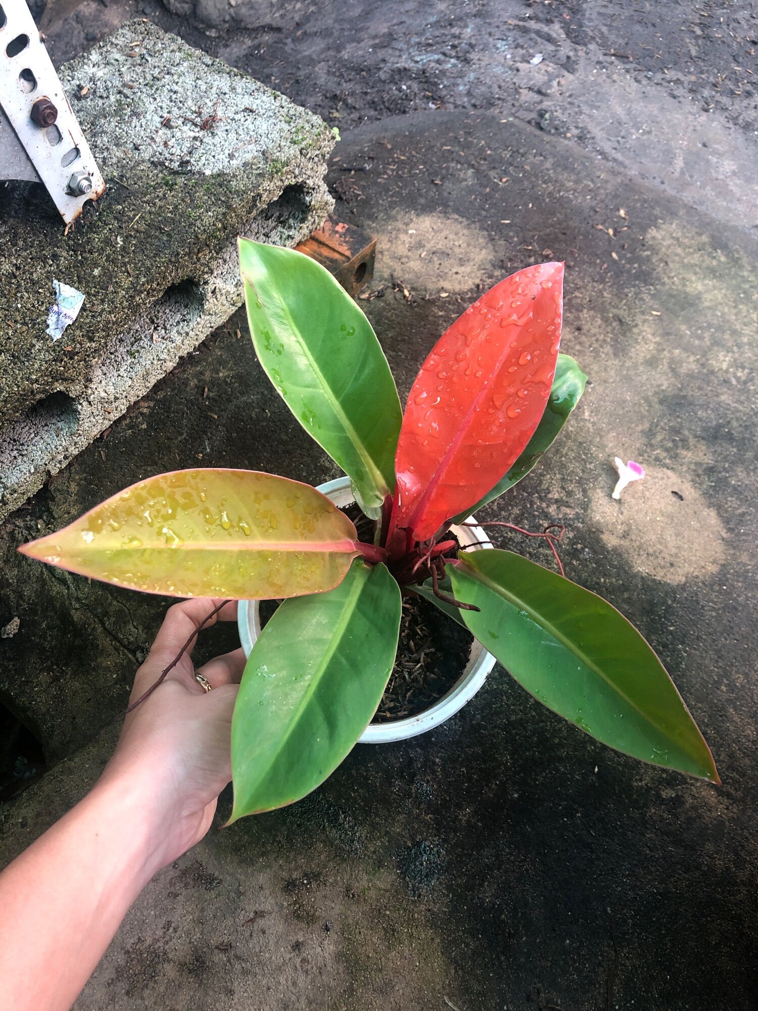 Cây trầu bà đế vương đỏ nâu lá nhọn