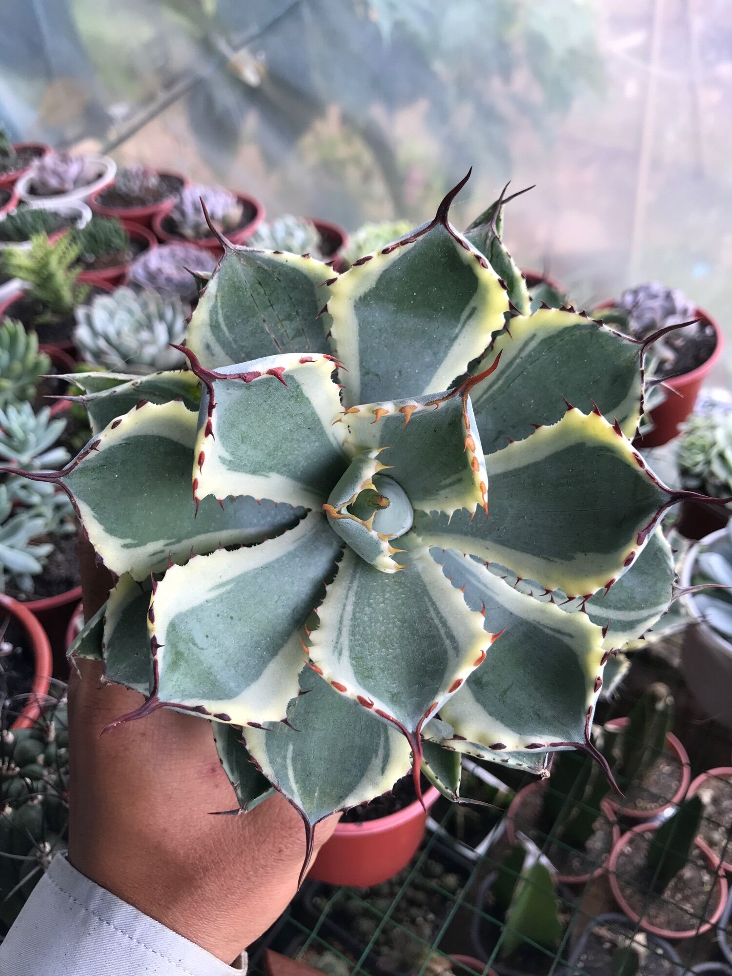 Sen Agave var  20cm+