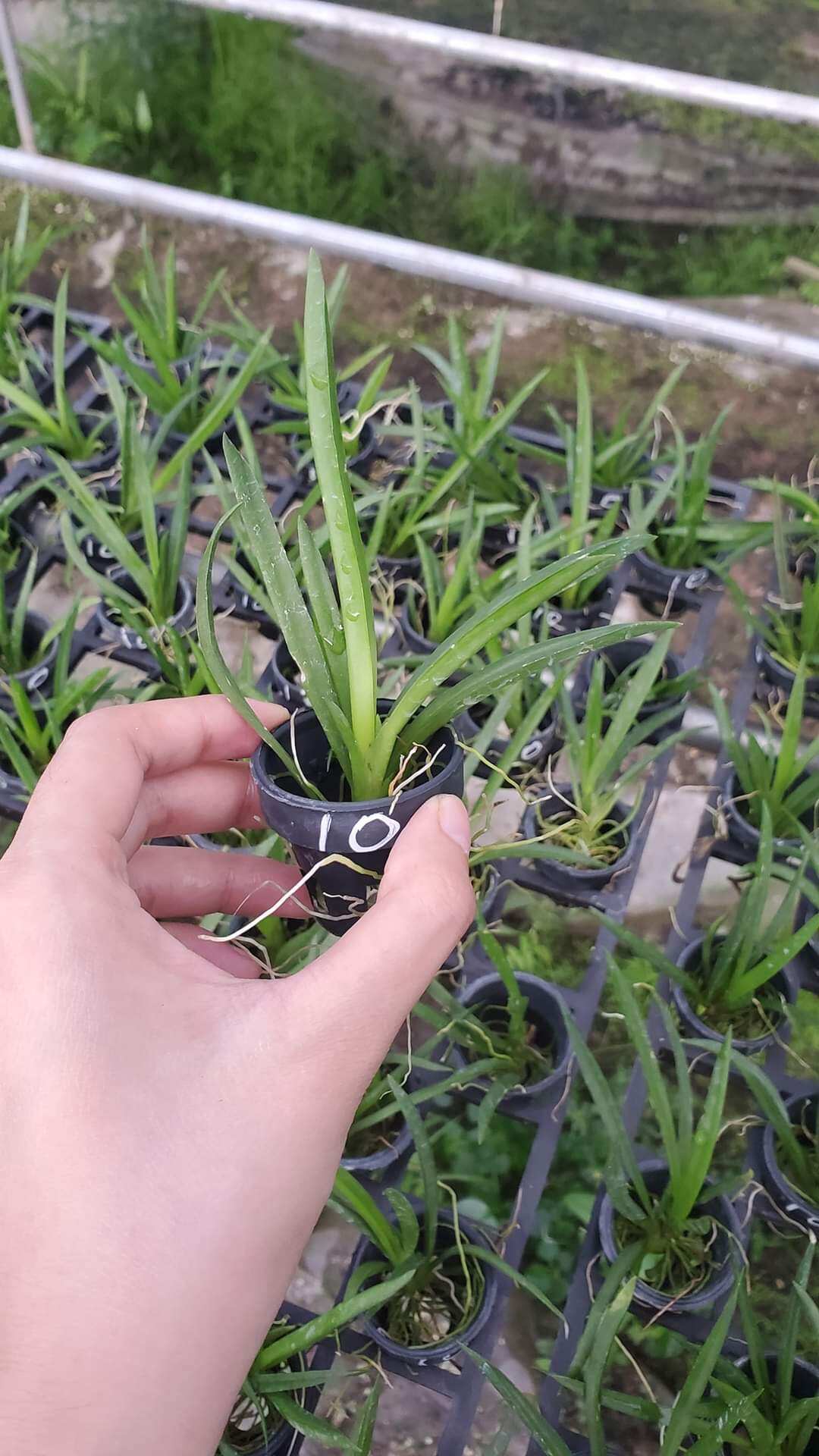 Hoa lan Vũ nữ bút chì giống đủ màu lựa được