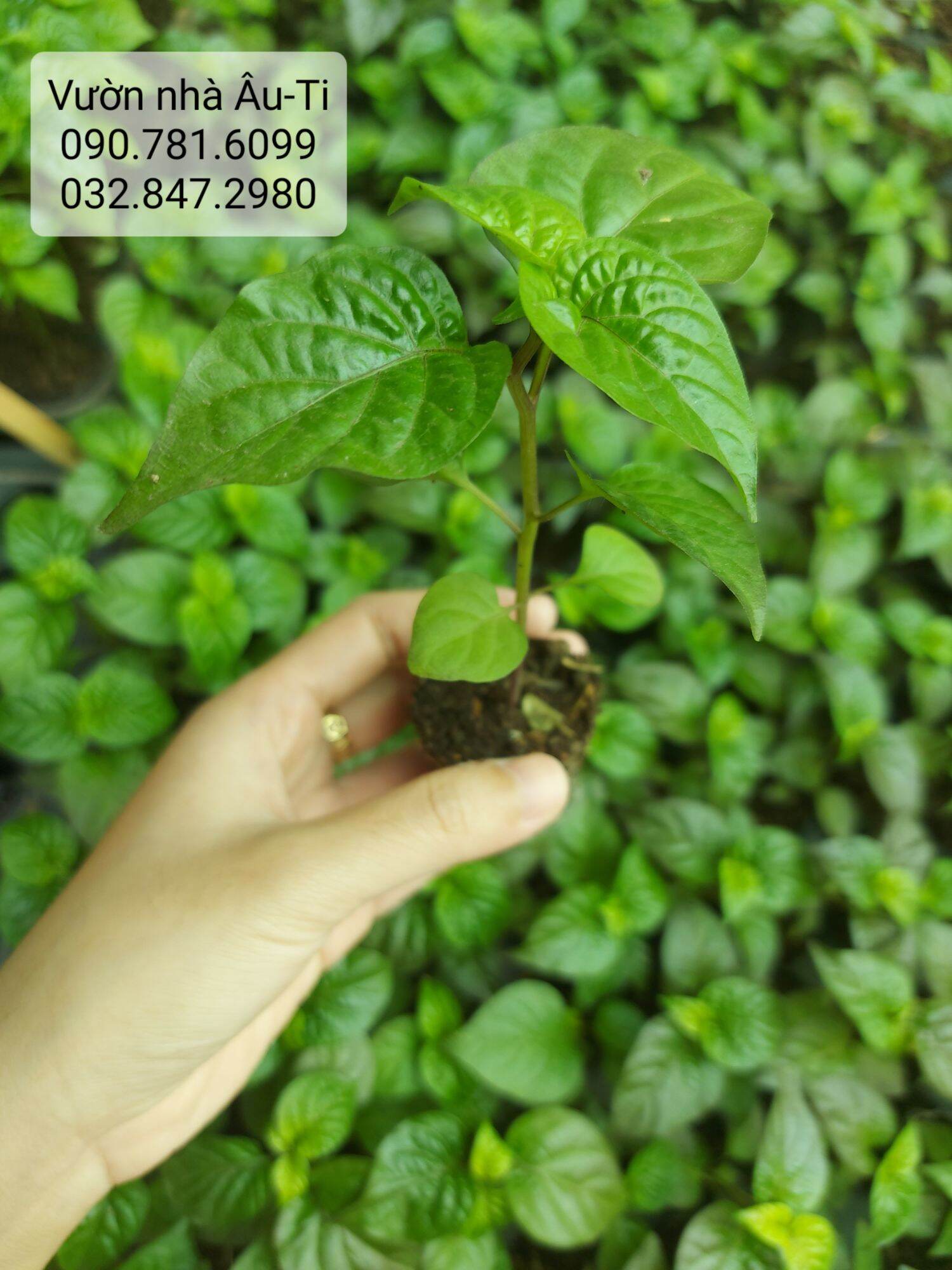 Cây ớt Pockmark Peach như hình
