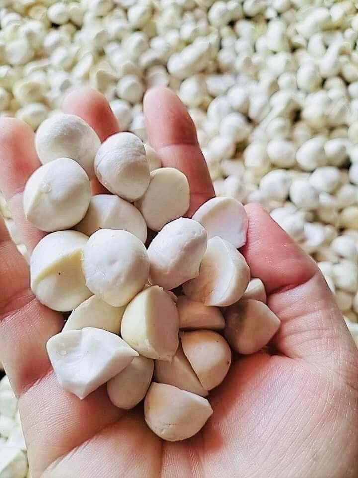 500g nhân macca tươi làm sữa hạt