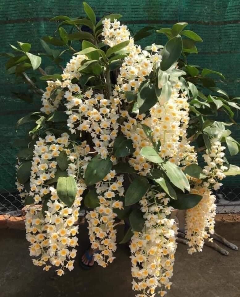 Hoa Lan kiều vuông(1 bó hình cuối) vv