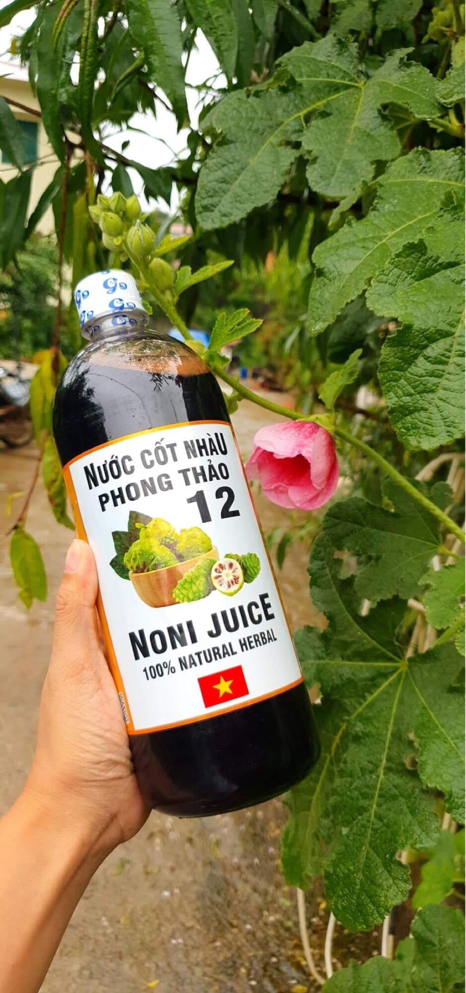 Nước cốt trái nhàu tươi- noni juice hàng xuất khẩu